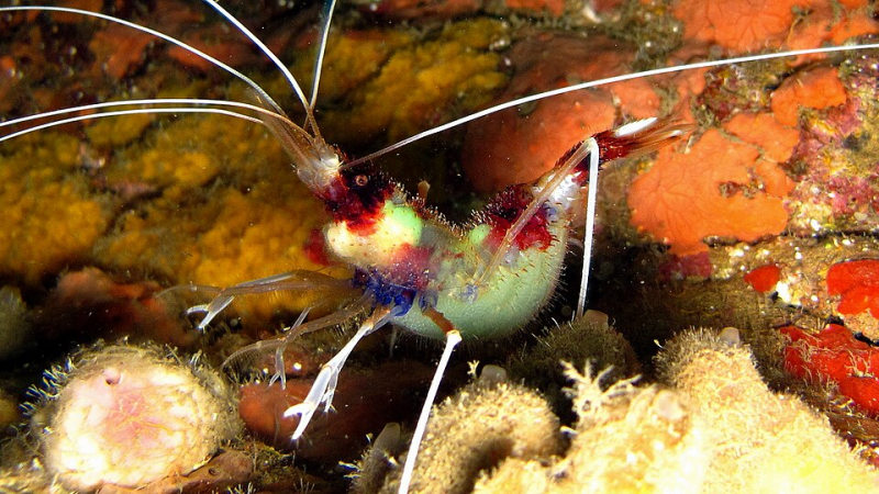 banded coral shrimp 