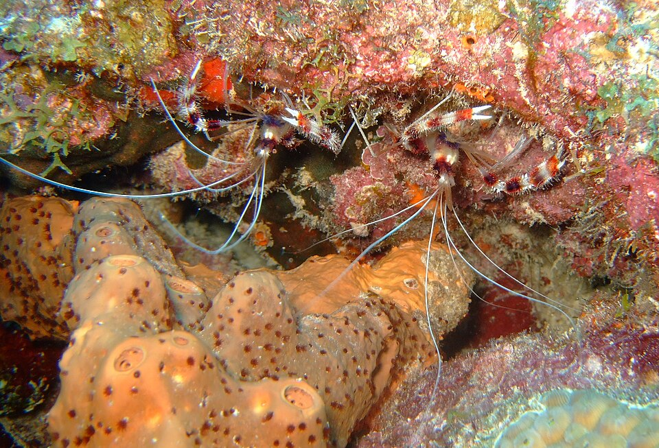 banded coral shrimp 