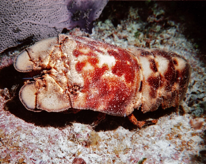 Scyllarides aequinoctialis spanish slipper lobster
