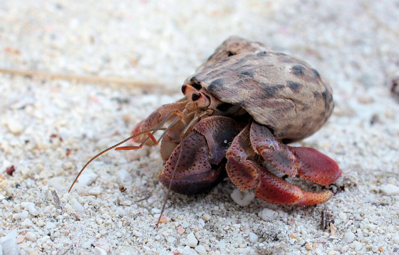oenobita clypeatus Caribbean Hermit Crab