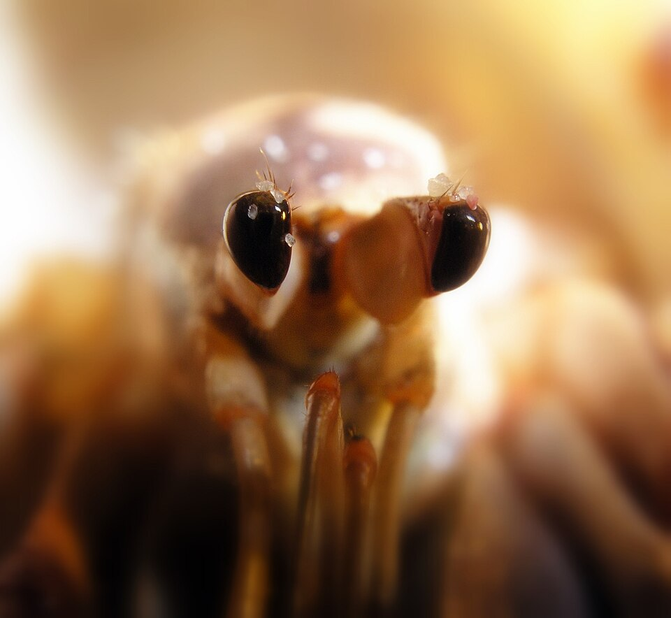 oenobita clypeatus Caribbean Hermit Crab