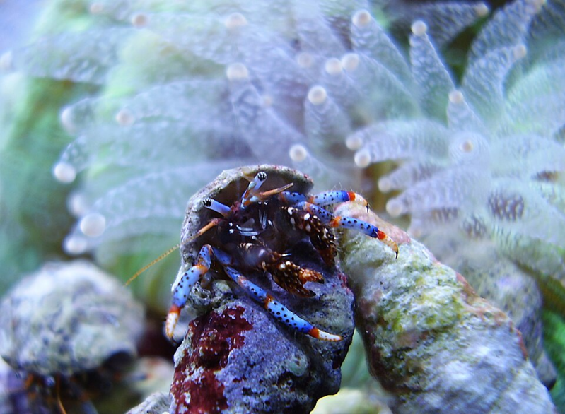 Blue Legged Hermit crab Clibanarius tricolor