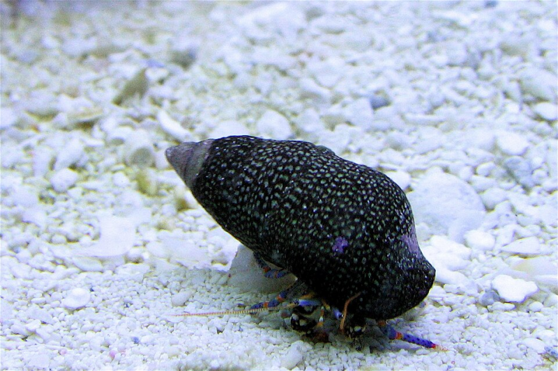 Blue Legged Hermit crab Clibanarius tricolor