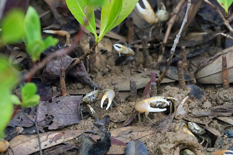 Fiddler crab Minuca rapax