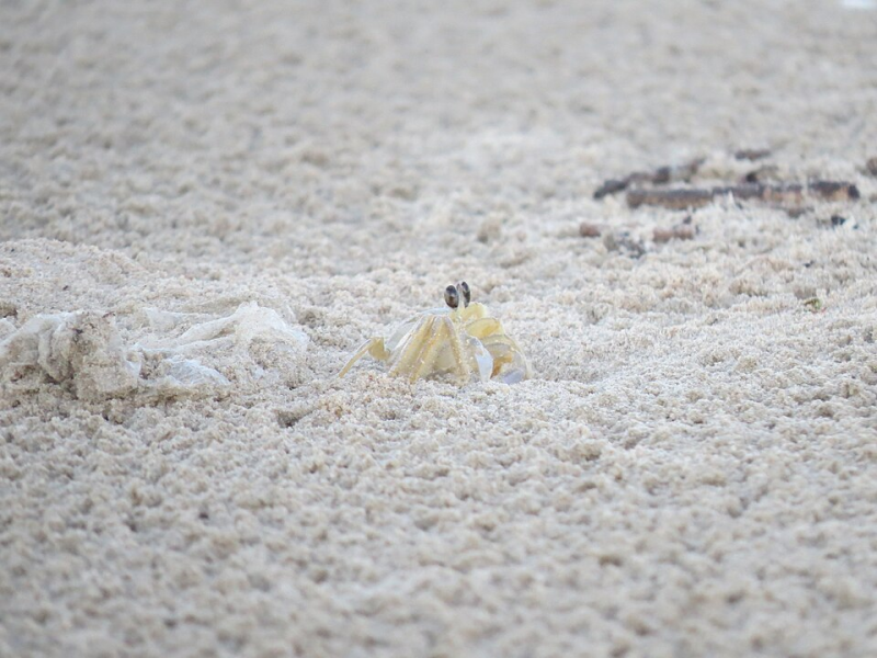 Ghost crab - Ocypode quadrata