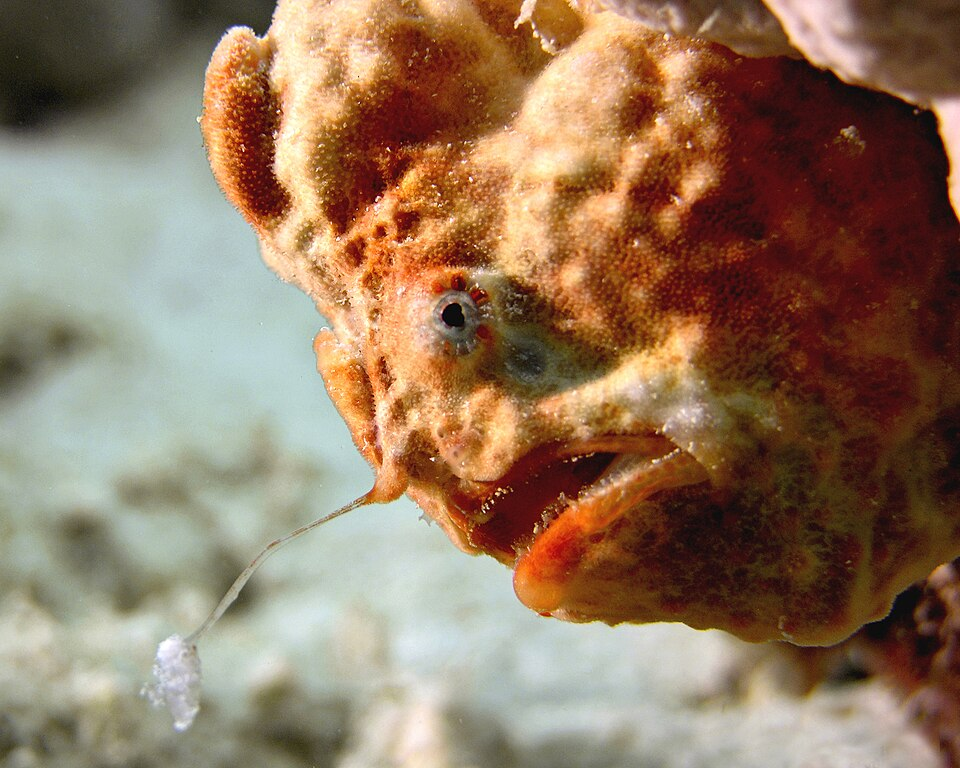 frogfish