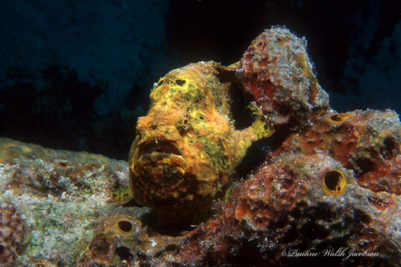 frogfish