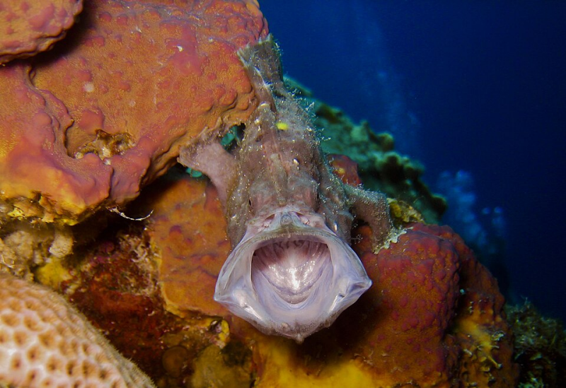Frogfish 