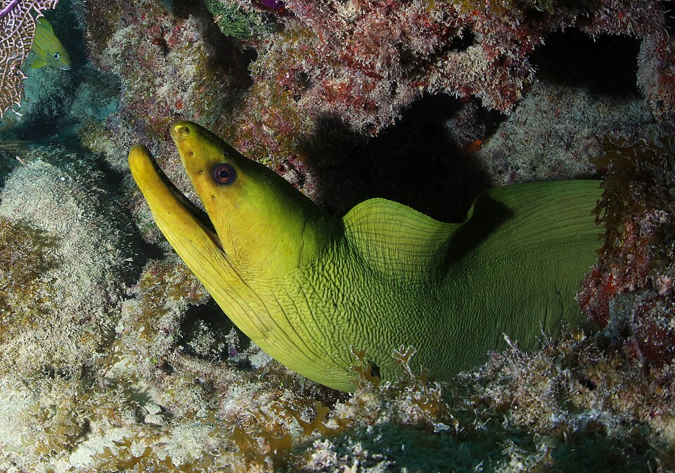 Green Moray eel - Gymnothorax funebris