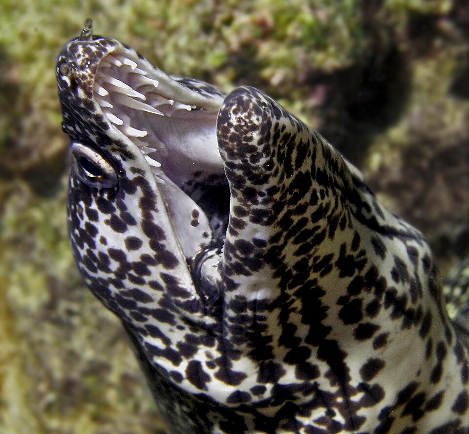 Spotted Moray Eel (Gymnothorax moringa) 