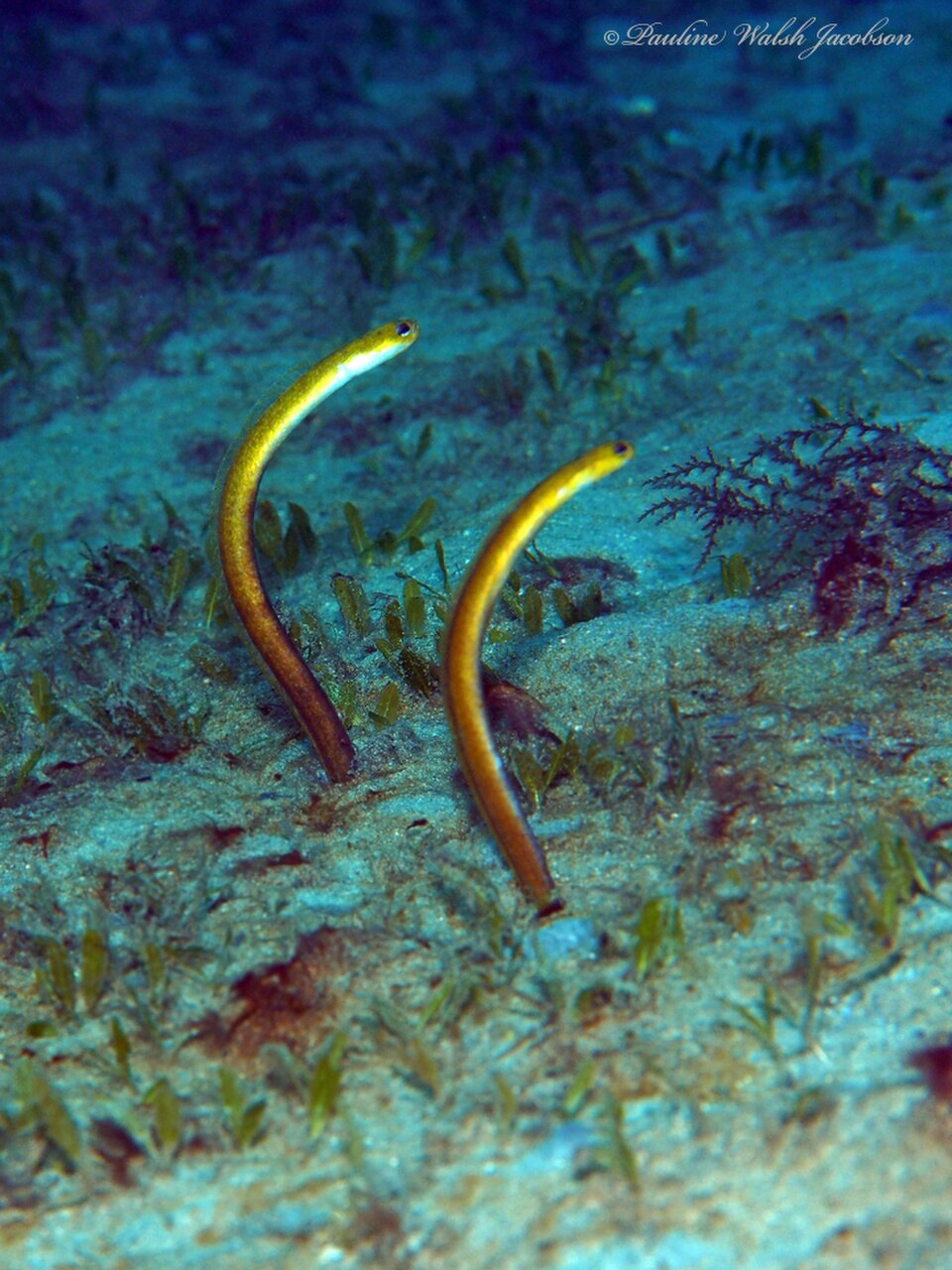 Garden Eels -Congridae
