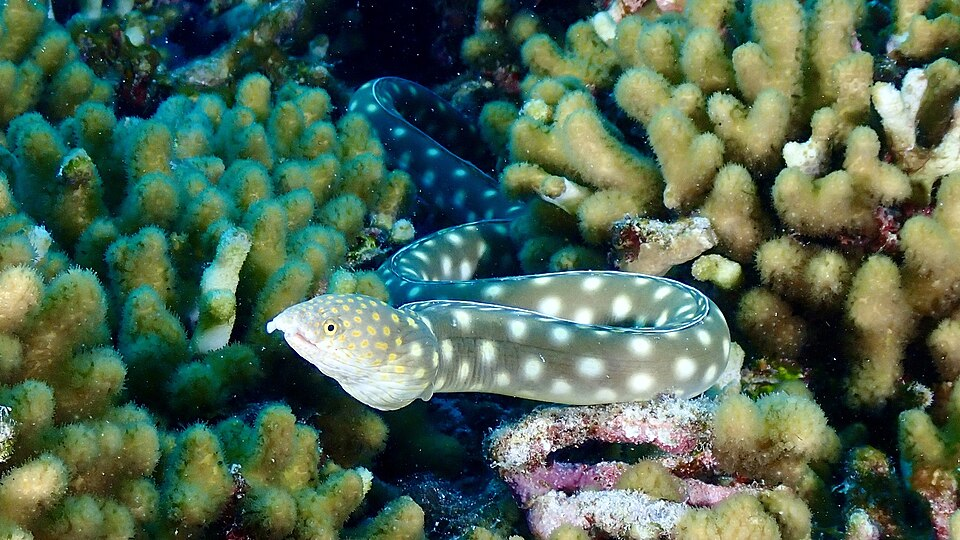 Myrichthys breviceps  sharptail eel