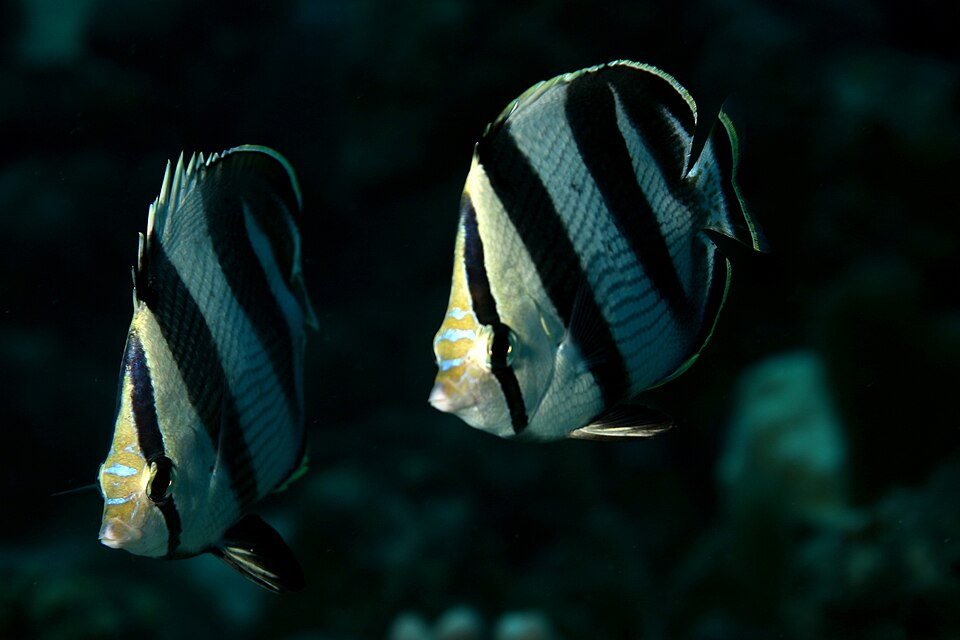 Banded Butterfy fish Curacao