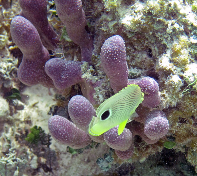 four eye butterflyfish