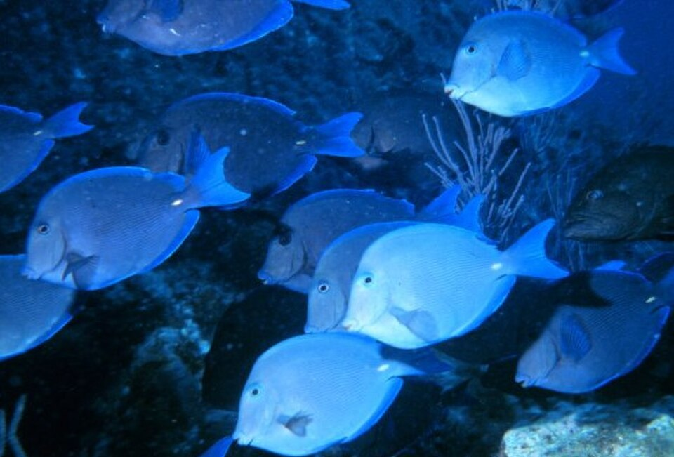 school of Surgeonfishes Blue Tang