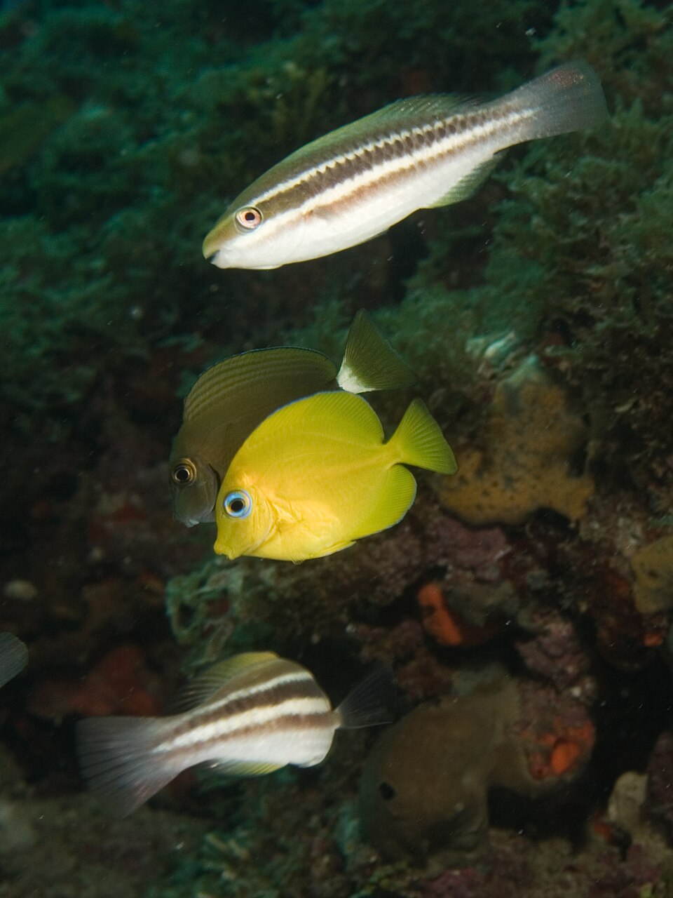Juvenile Blue Tang