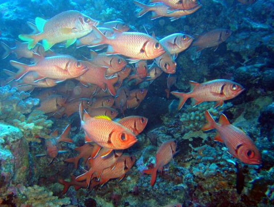 Blackbar Soldier fish school