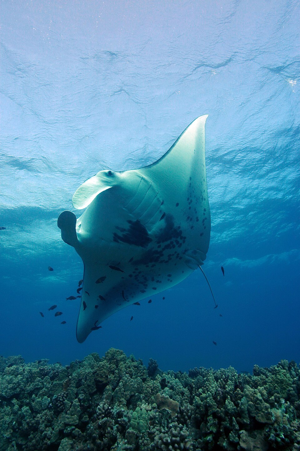 ray with cleaner wrasses