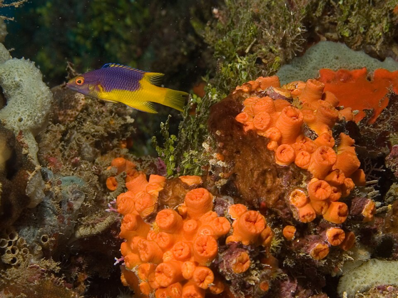 Spanish Hogfish (Lachnolaimus maximus) volwassen mature Curacao