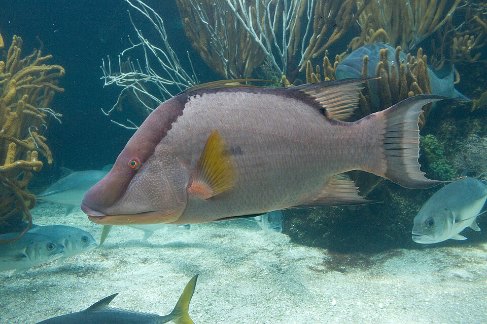 Hog fish 