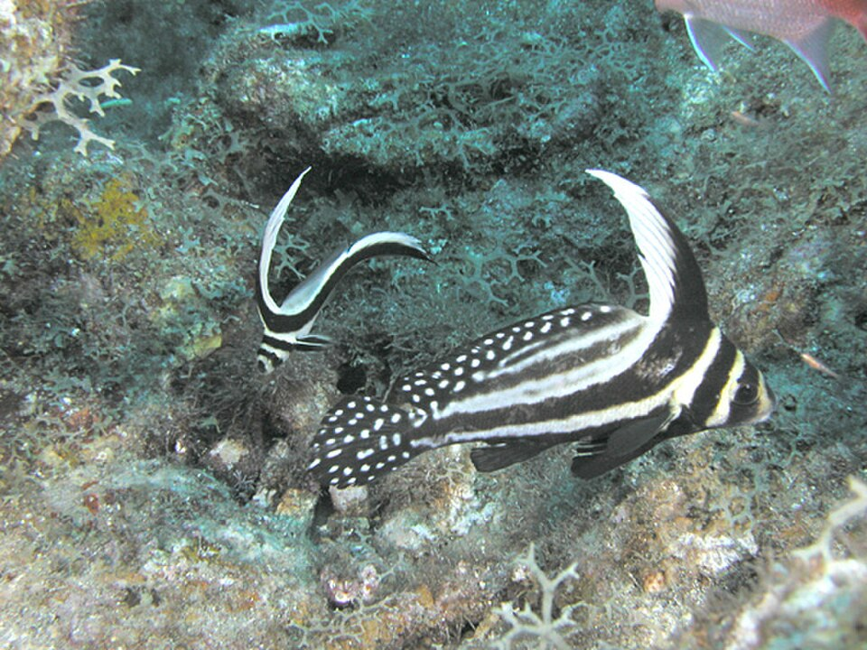 spotted drumfish Juvenile and adult