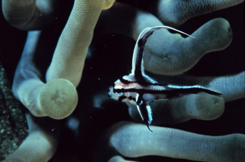 Hig hat fish Juvenile