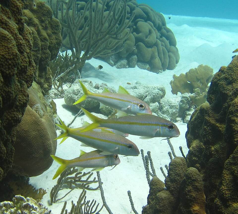 Goatfish Yellow striped