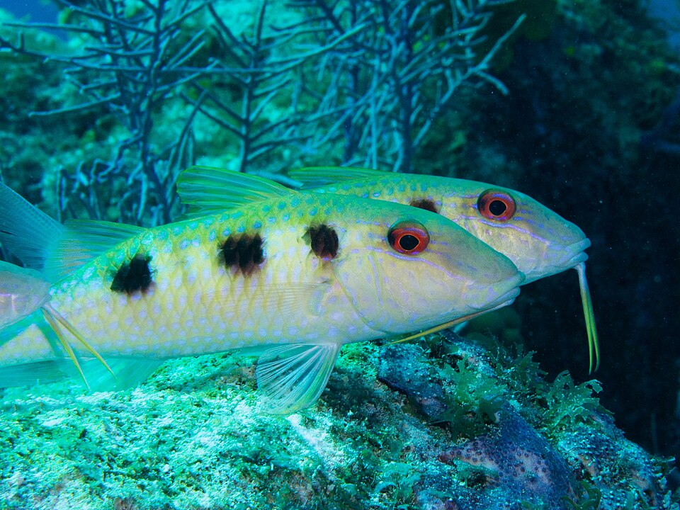 spotted Goatfish