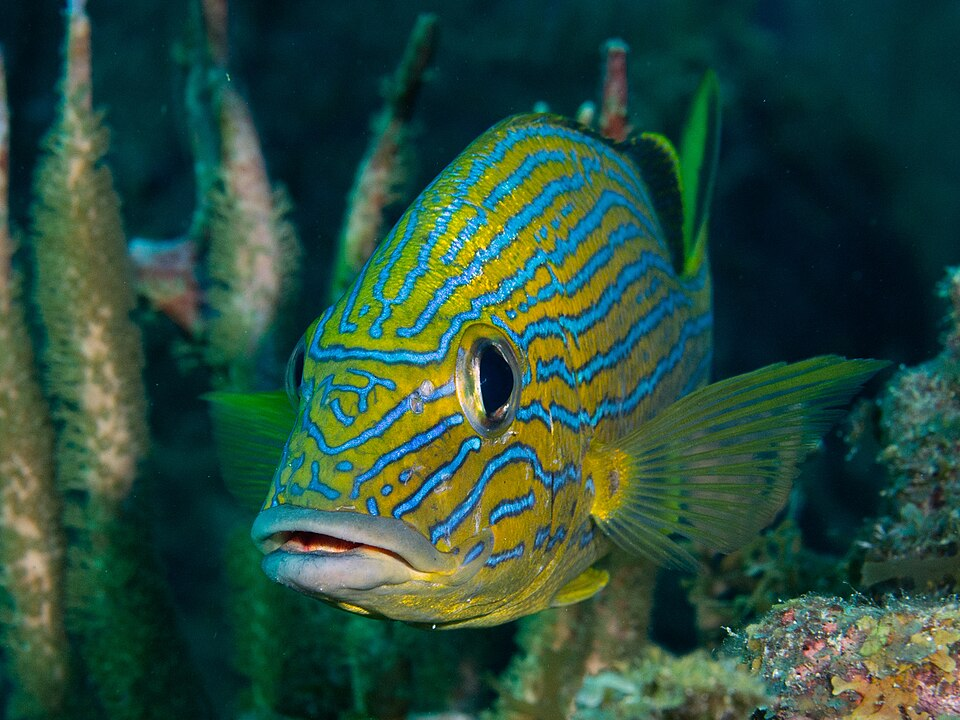 Blue striped Grunt