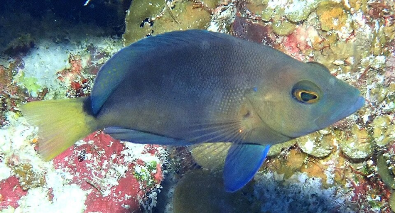 Yellow tail Hamlet