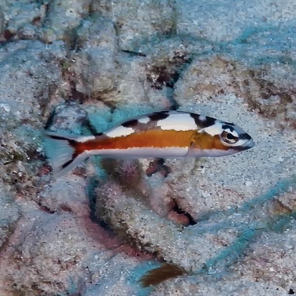Tabacco fish baslet