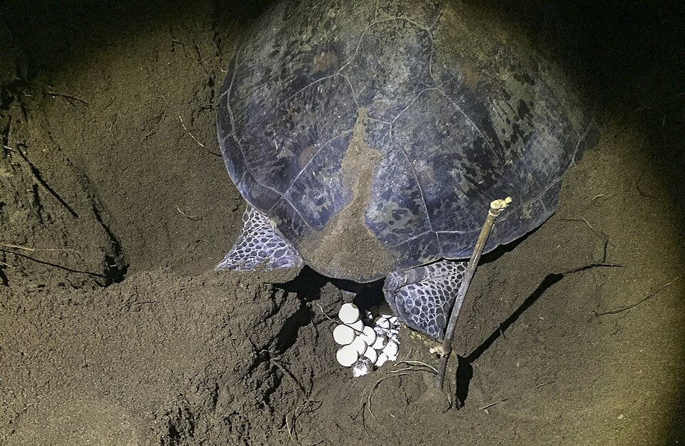 Green sea turtle laying eggs