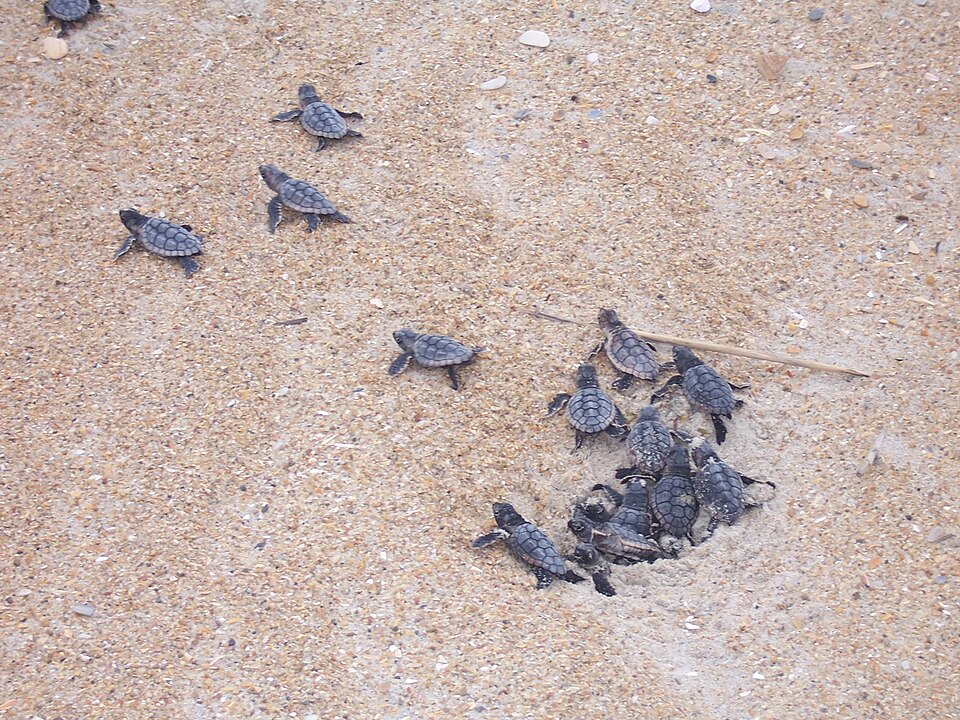 Aruba-Bonaire-Curaçao -ABC islands-Caribbean Sea-Sea turtles-hatching  