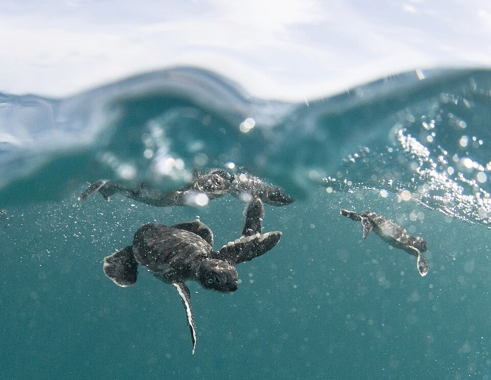 baby seaturtes