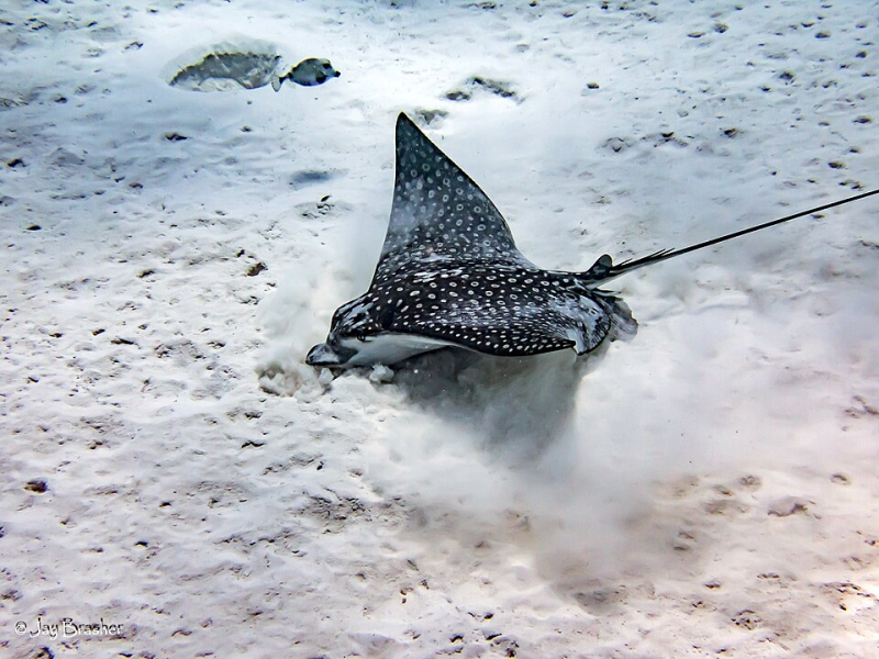 Spotted Eagle Ray (Aetobatus narinari) 