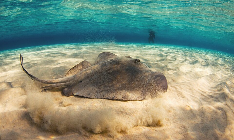: southern stingrays hypanus americanus