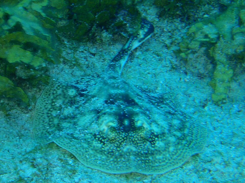 Yellow Stingray	Urobatis jamaicensis