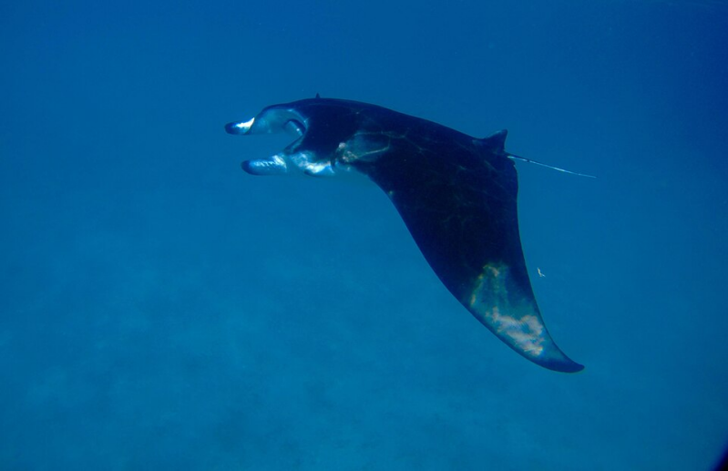 Giant Manta Ray	Mobula birostris