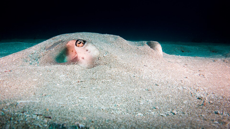 Southern stingray Hypanus americanus