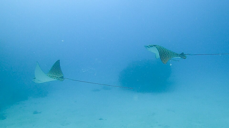 Spotted Eagle Ray	Aetobatus narinari