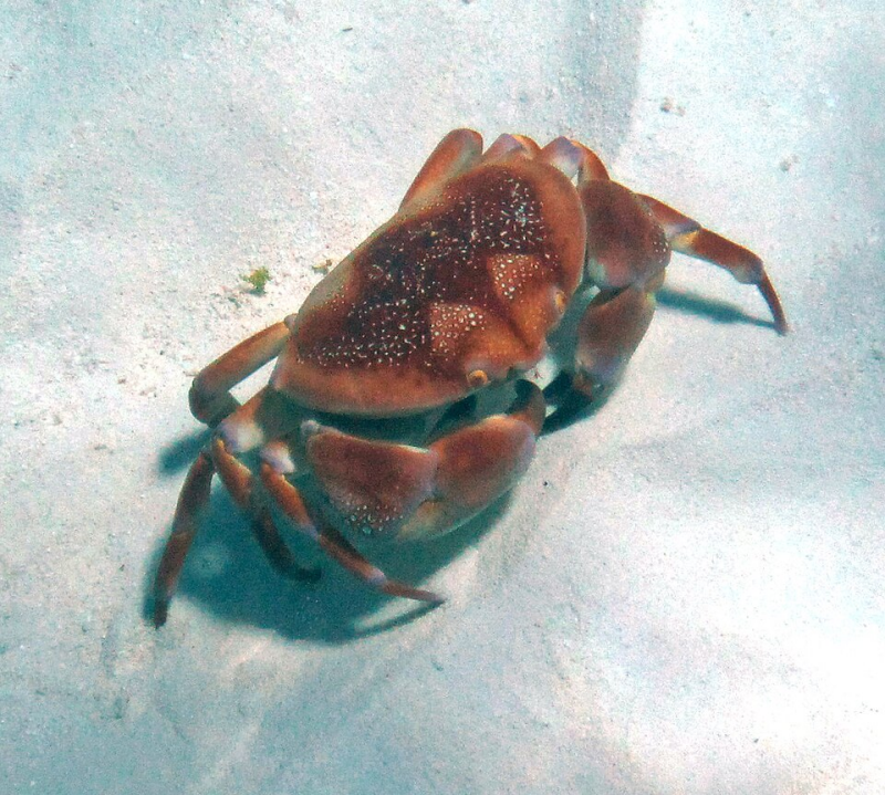 Carpilius corallinus Batwing coral crab