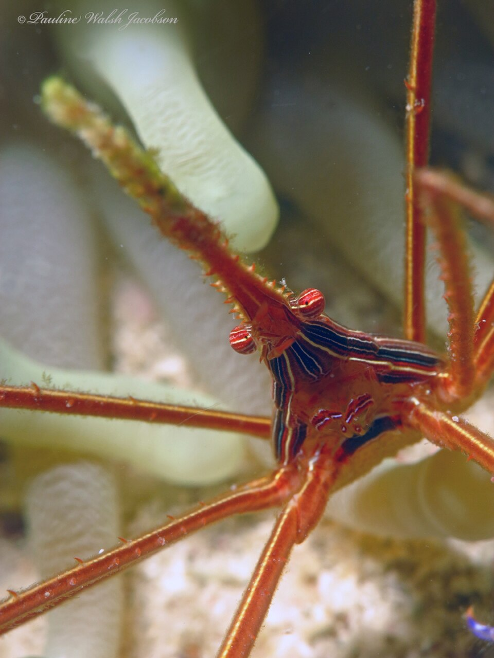 Stenorhynchus seticornis arrow crab