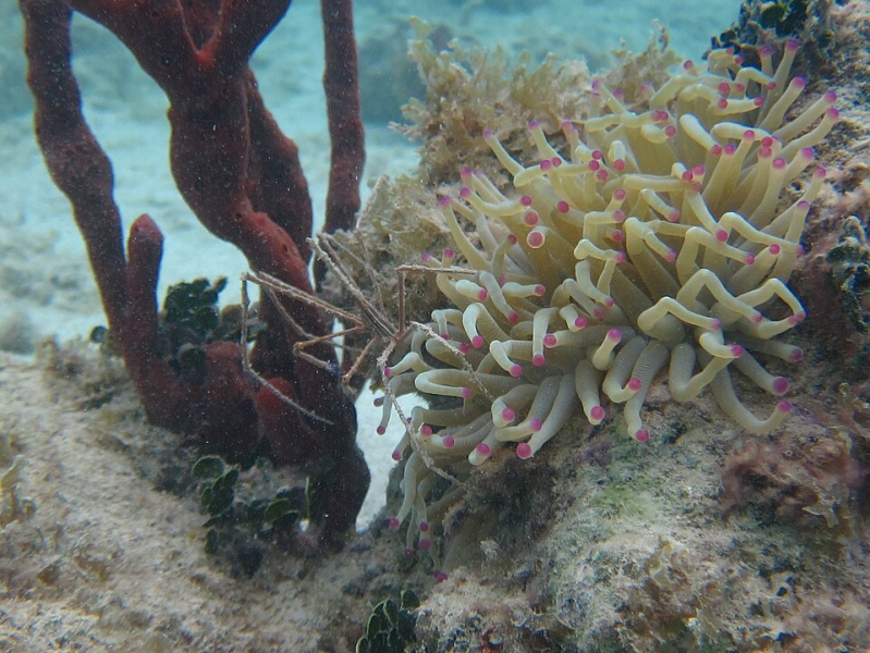 Stenorhynchus seticornis arrow crab