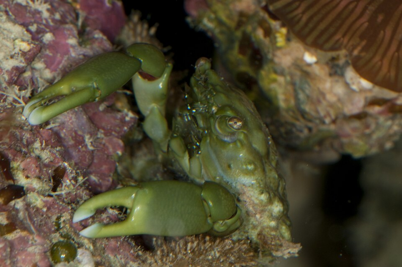green clinging crab Mithraculus sculptus