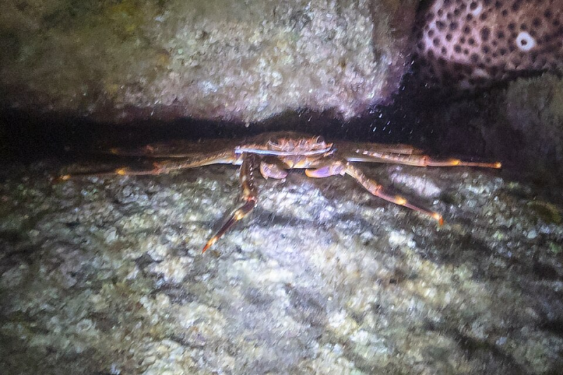 Percnon gibbesi Nimble spray crab