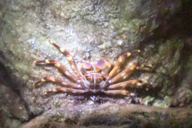 Percnon gibbesi nimble spray crab