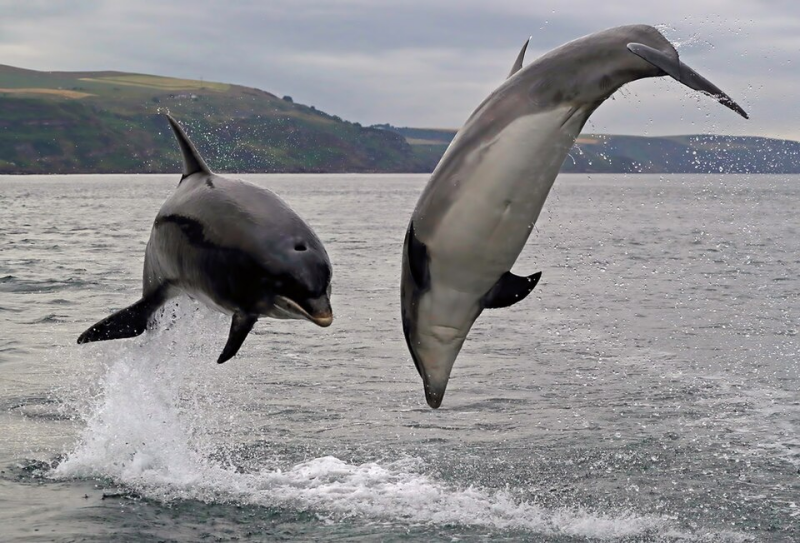 Bottlenose Dolphin – Tursiops truncatus