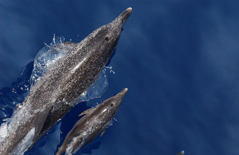 Atlantic Spotted Dolphin – Stenella frontalis
