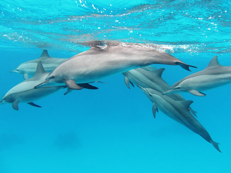 Spinner Dolphin – Stenella longirostris