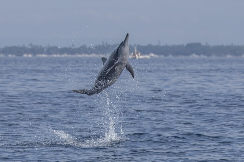 Spinner Dolphin – Stenella longirostris